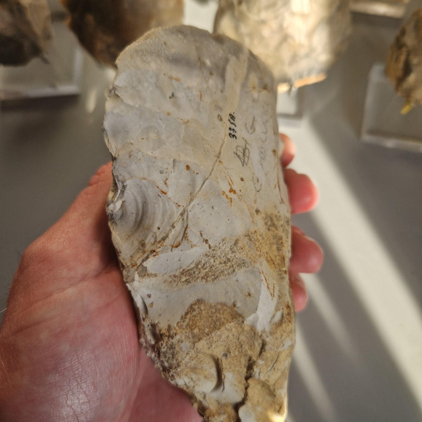 Polished Neolithic Flint Axe Head from Norfolk in the UK.  Celt